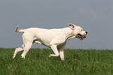DOGUE ARGENTIN 397